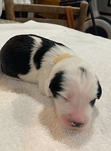 Male pup