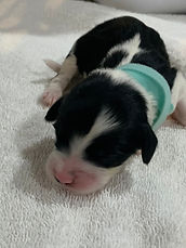 Male pup