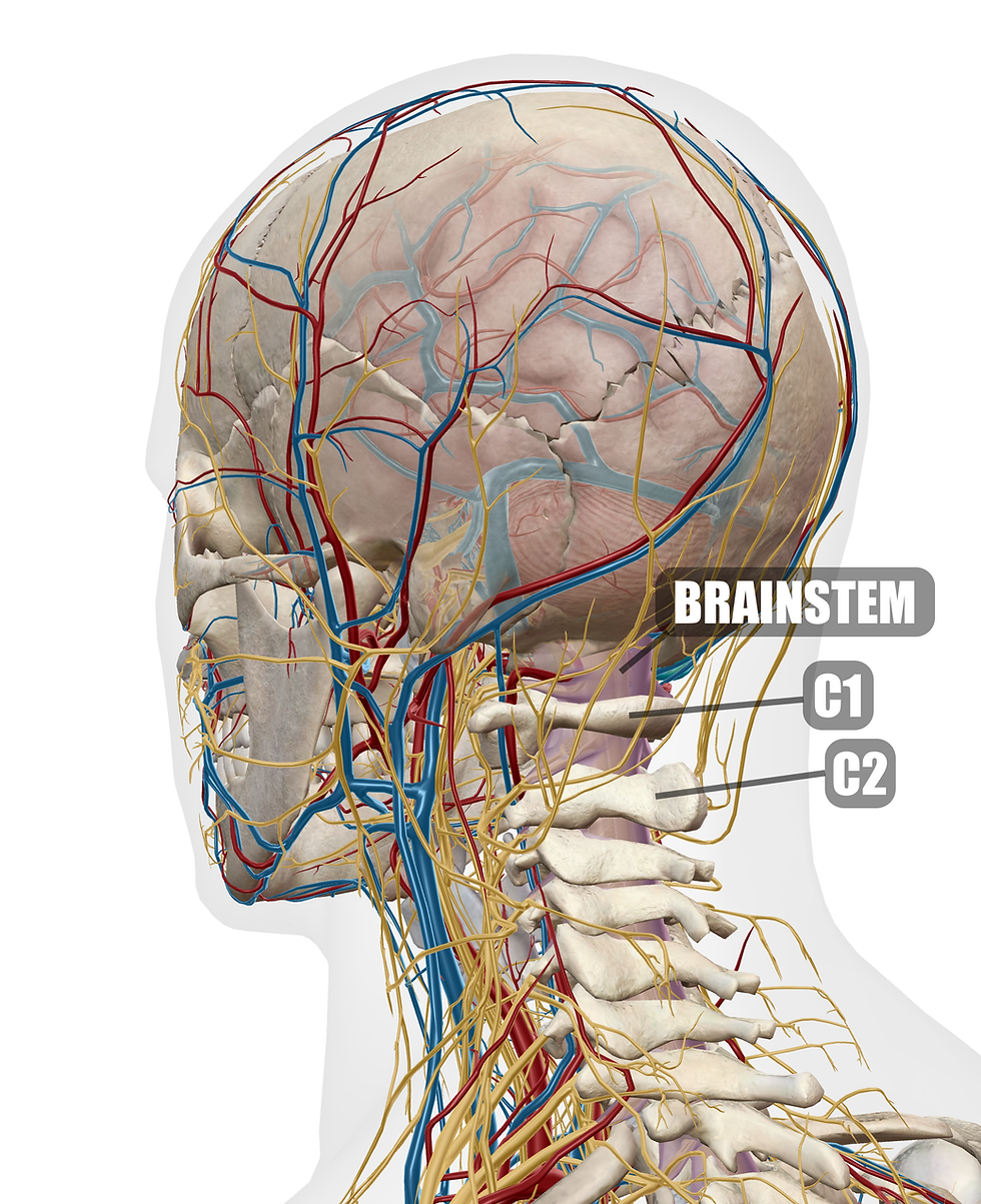 Upper Cervical Area