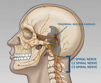 Lateral anatomical illustration of the skull and upper cervical spine showing the trigeminal nucleus caudalis and the C1, C2, and C3 spinal nerves, demonstrating the neurological connection between cranial nerve V and the upper cervical region.