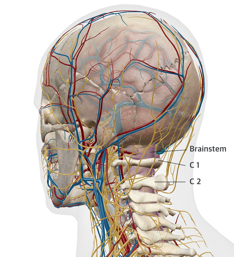 Detailed anatomical illustration of the cranio-cervical junction showing the brainstem, upper cervical spine (C1 and C2), and surrounding nerves, arteries, and veins. The image highlights the dense neurovascular structures around the upper neck and base of the skull.