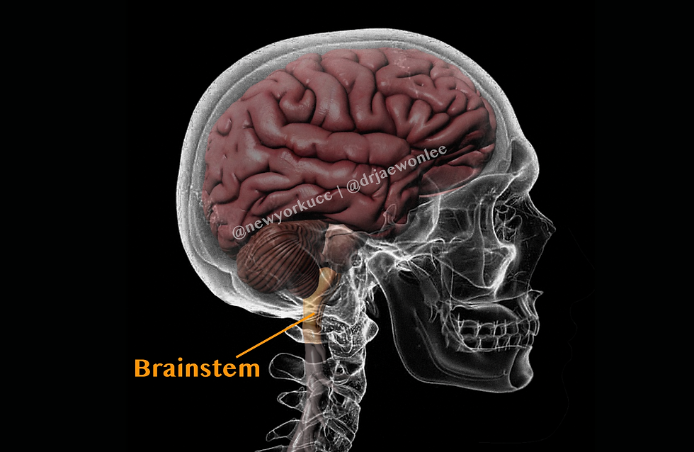Side view anatomical illustration of the skull and upper cervical spine highlighting the brainstem and craniocervical junction, showing the relationship between the head, neck, and nervous system function.