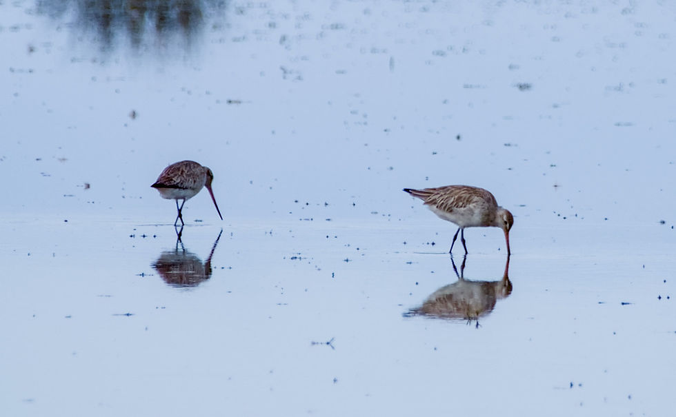 Bar-tailed Godwit