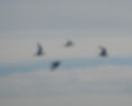 White-fronted Tern (1)