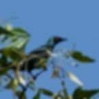 Asian Glossy Starling