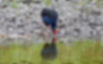 Australasian Swamphen