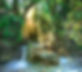 Rainforest.jpg
