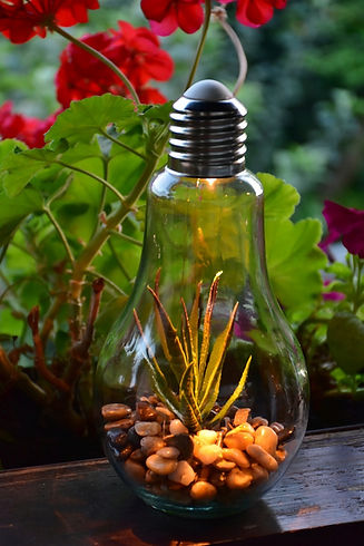 Lightbulb Plant.jpg