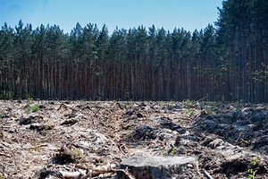Clearing by dense wood