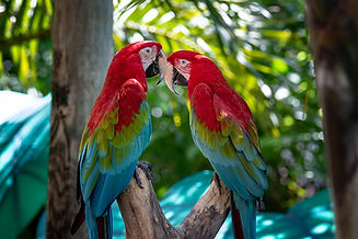 Parrots 2.jpg