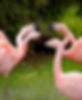 Flamingos.jpg