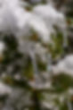icicle-7700562_1280.jpg
