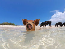 piggy.jpg