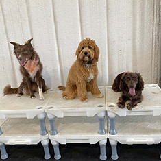 Capitol City Dog Trainer Training 3 dogs