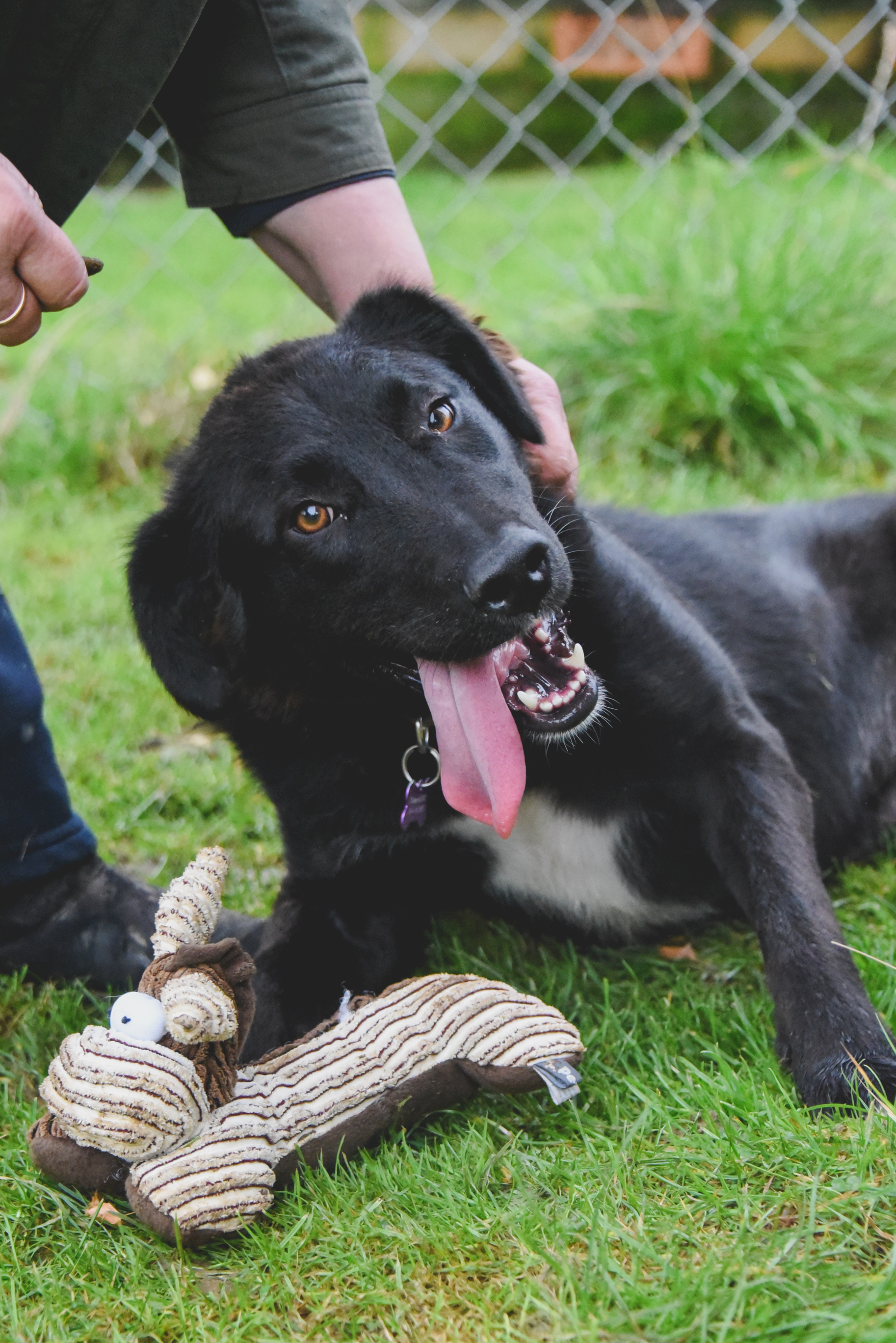 lrrse labrador rescue