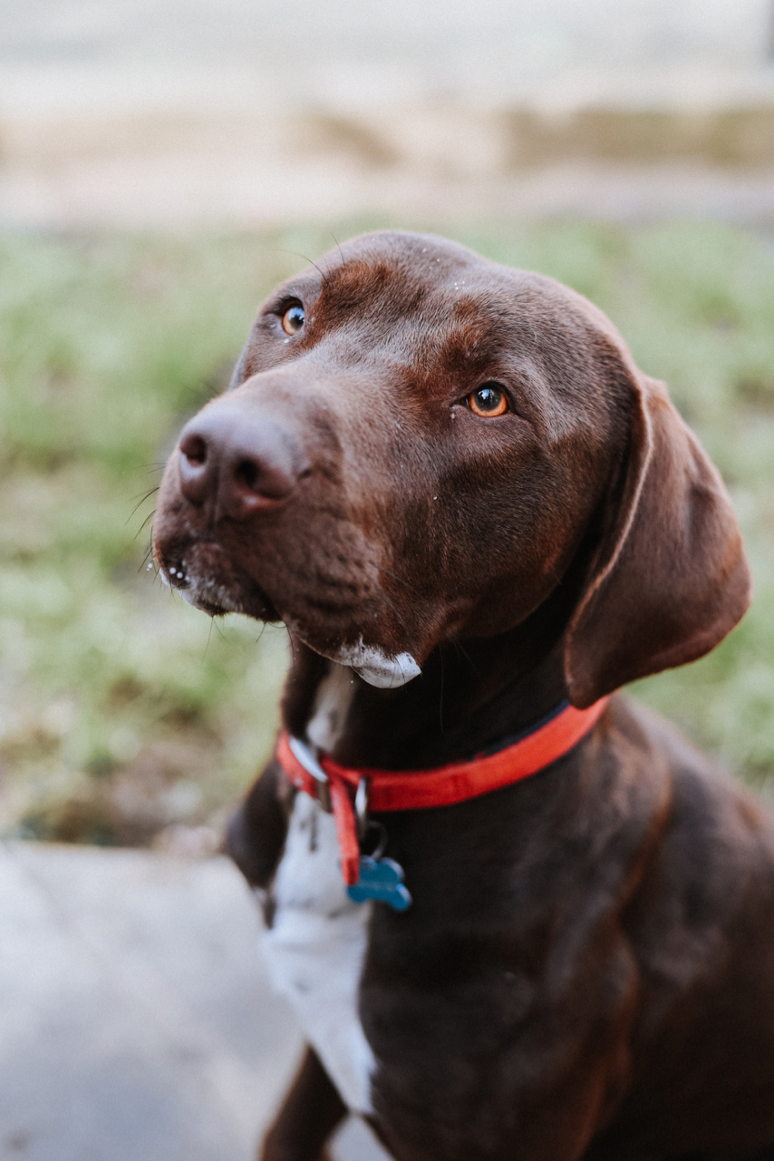 lrrse labrador rescue