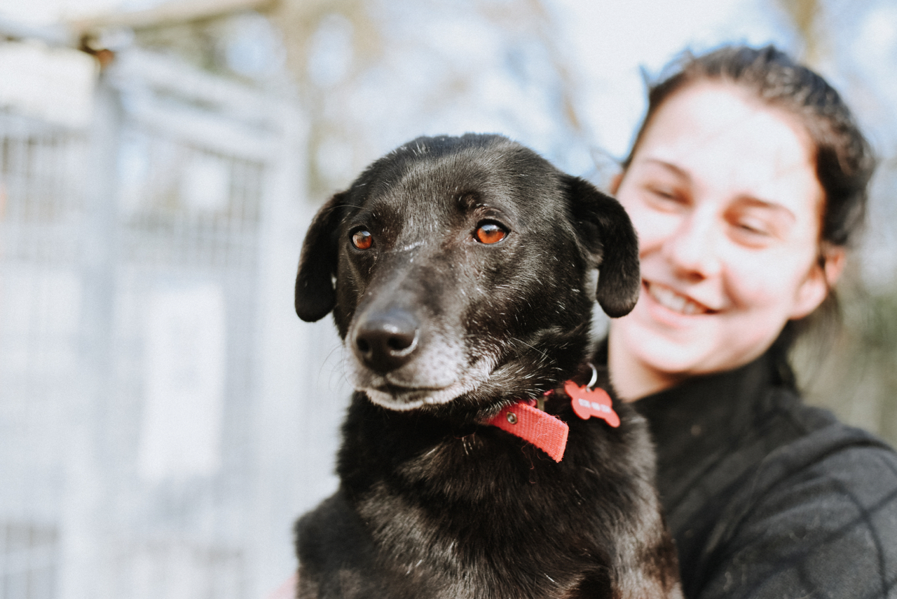 lrrse labrador rescue