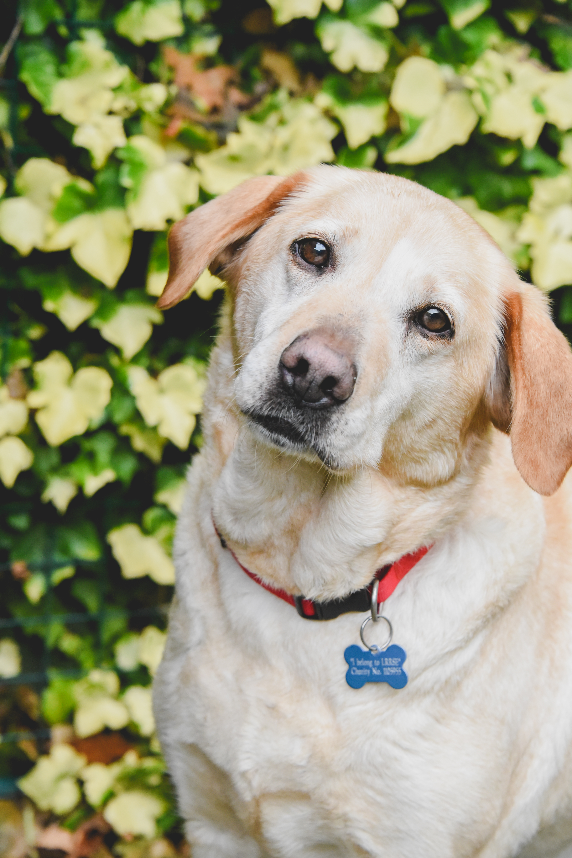 lrrse labrador rescue