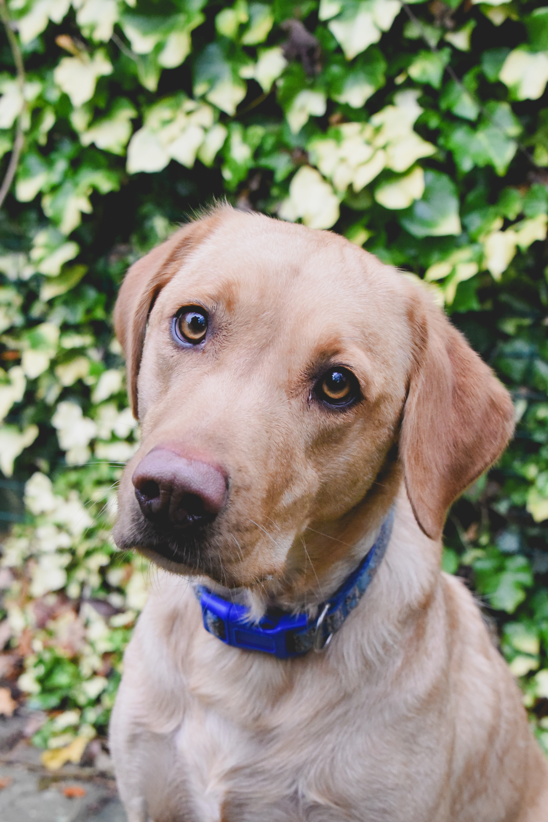 lrrse labrador rescue