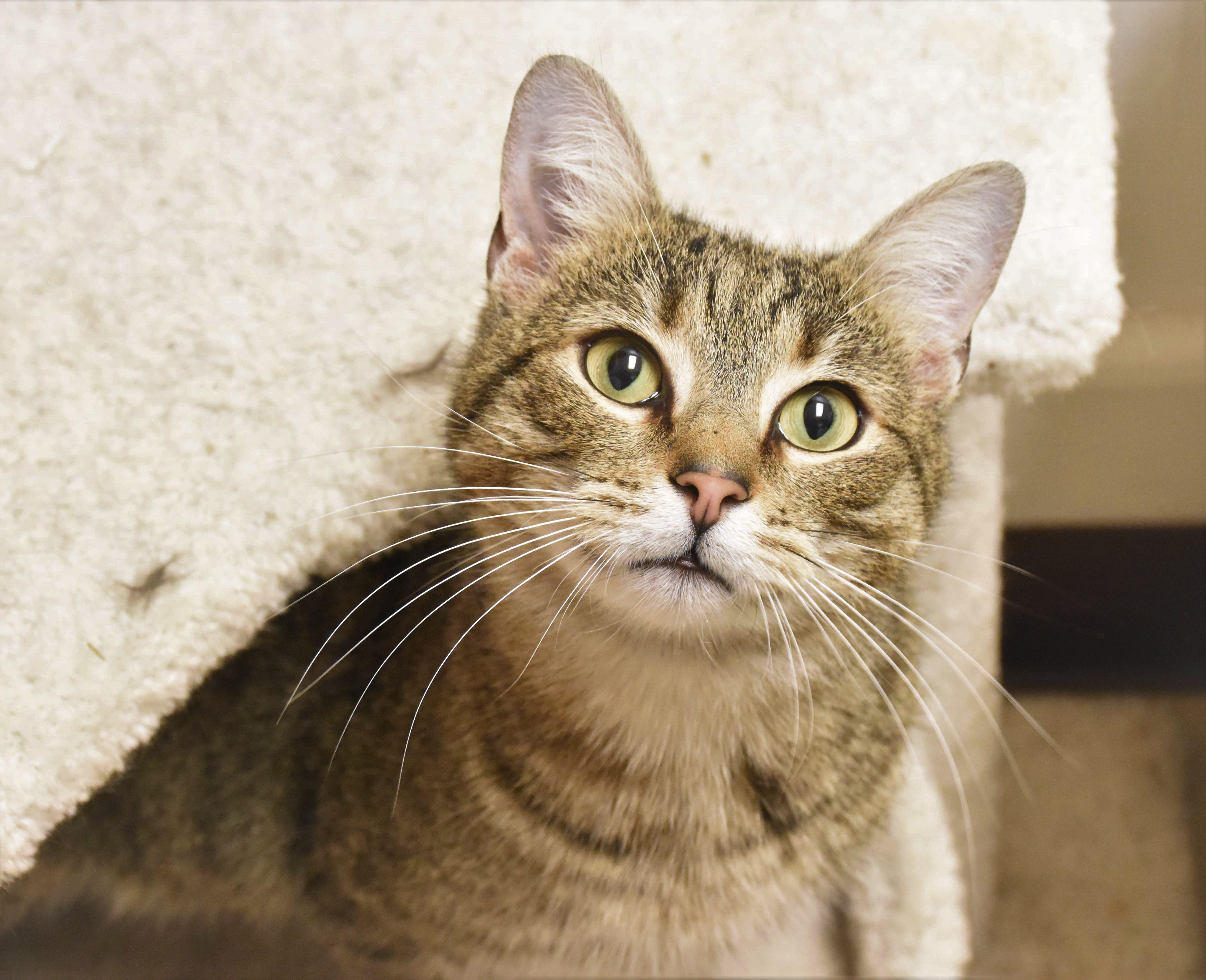 Adoptable Cats for Connecticut Cat Adoptions