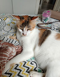 No me permiten tenerla en la casa donde me mude, y mí bebé de 3 meses es alérgica