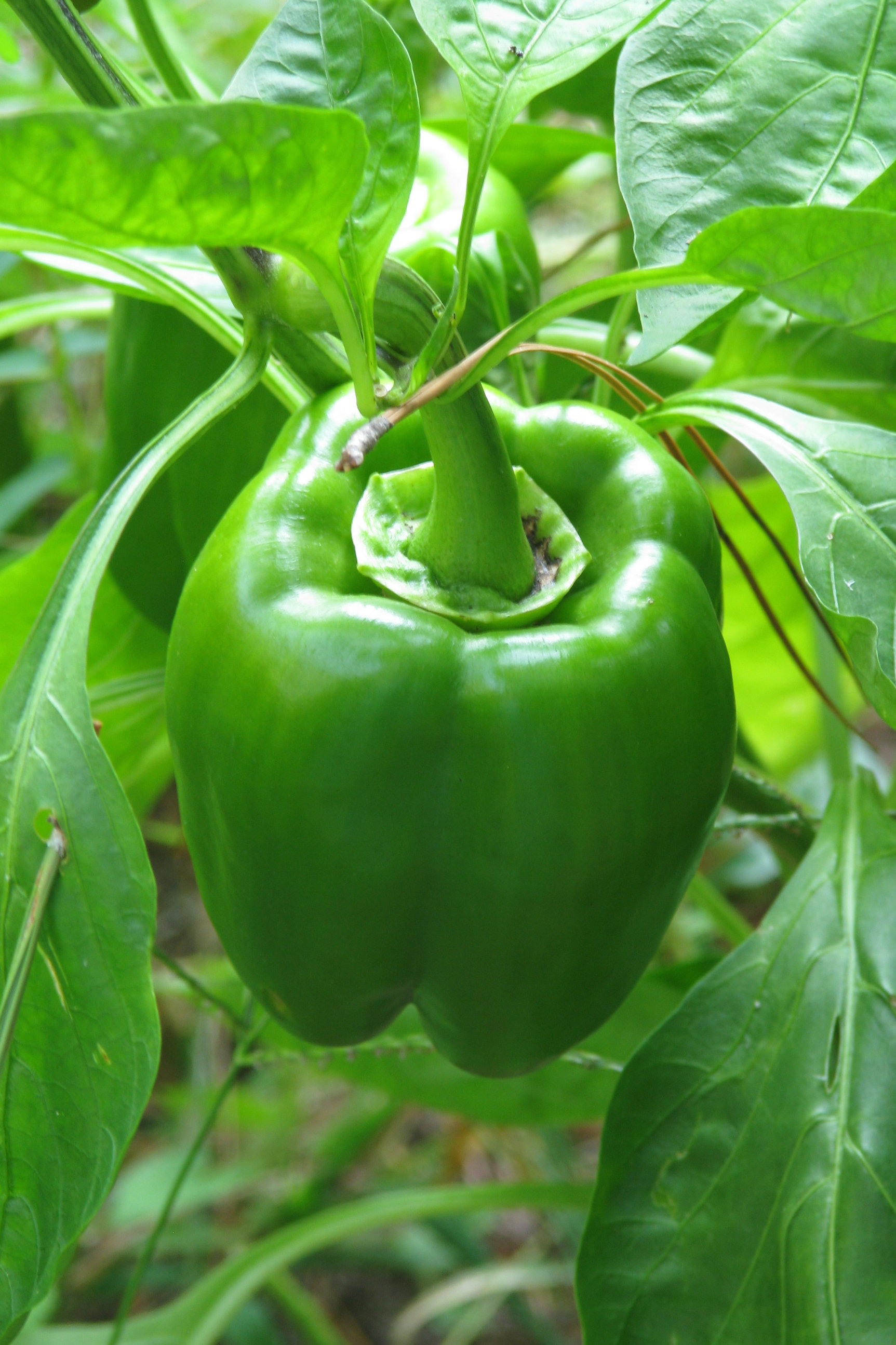 California Wonder Bell Pepper tasteofheavenfarm