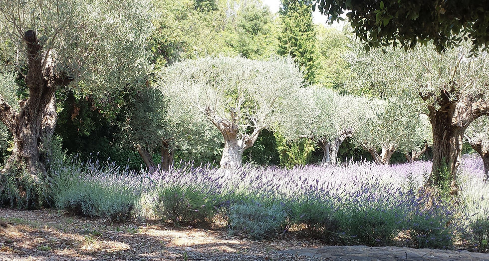 Jardinier La Colle sur Loup