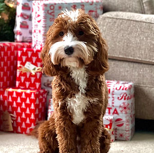 mini red and white labradoodle puppies