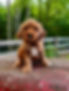red labradoodle pup on a tractor