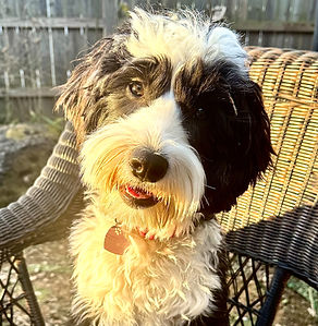 mini white and black tuxedo labradoodle