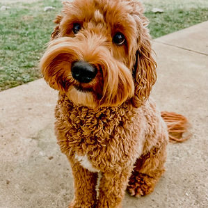 apricot labradoodle sitting on the sidewalk