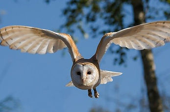 Barn owl Image by danny moore from Pixabay