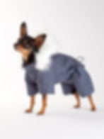 русский той