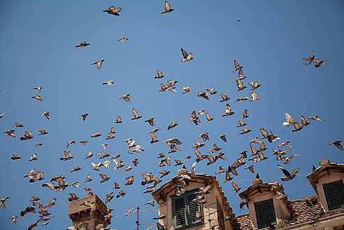 bird 2.jpg