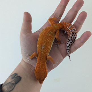 A Tangerine Leopard Gecko on a hand in poor lighting