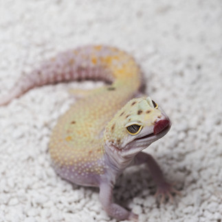 A pale yellow Ghost Vermillon / White & Yellow Eclipse Leopard Gecko on white substrate, looking at the camera and sticking her tongue out