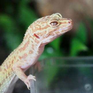 A Bell Albino Leopard Gecko standing on a water dish looking at the camera