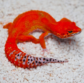 A Tangerine Leopard Gecko on white substrate, the gecko is edited to be slightly redder