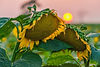 ld-export-44b84f66-08062023_edited.jpg