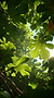 u8926947331_Perched_high_in_fig_tree_surrounded_by_large_crisp__766b0359-0f44-4b04-9932-77