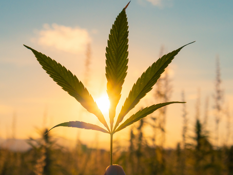 Potencial Terapêutico da Cannabis Medicinal no Brasil