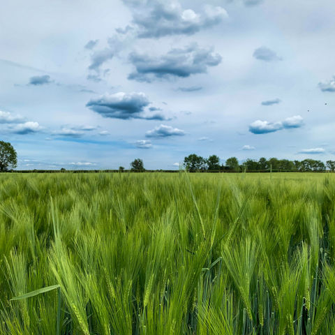 Bloom Blissfully: Finding confidence among His peace