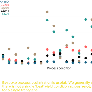 High throughput upstream process intensification across multiple capsids
