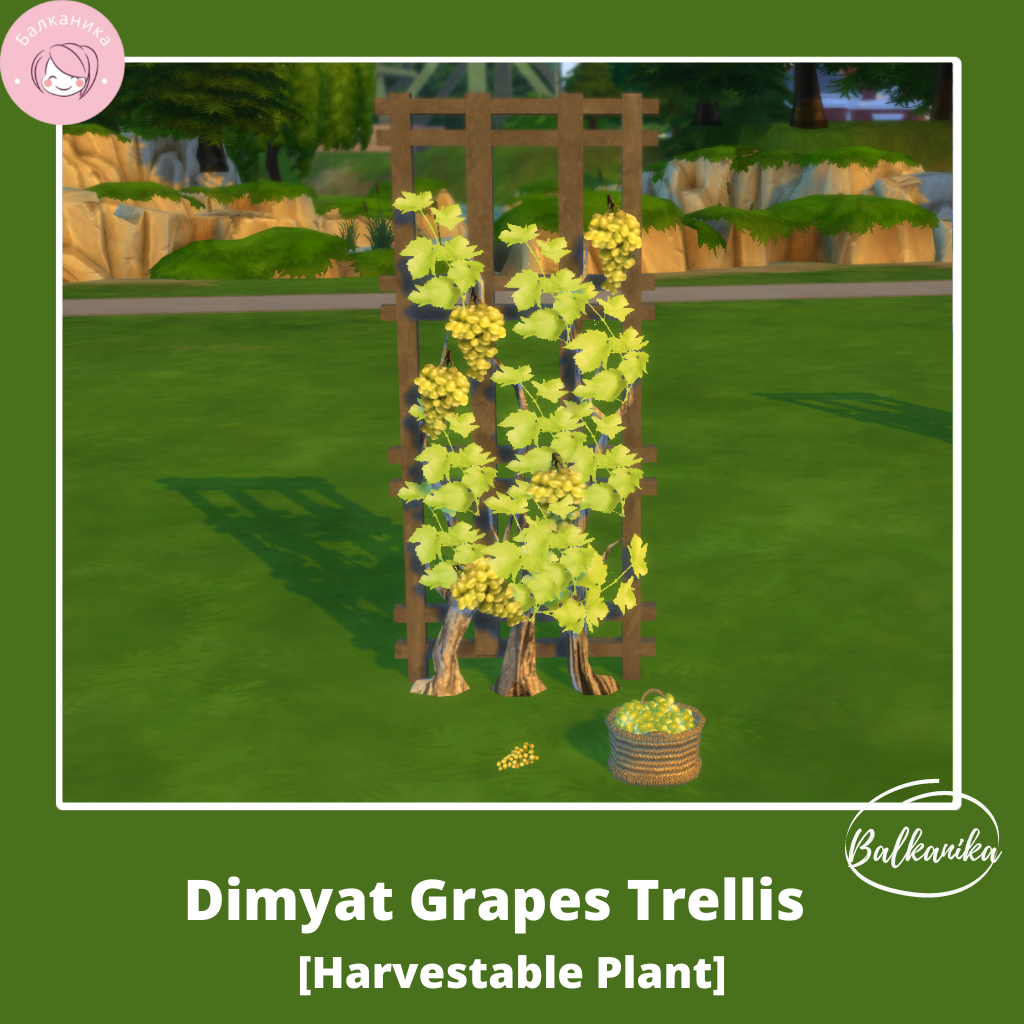 迪米亚特葡萄棚架