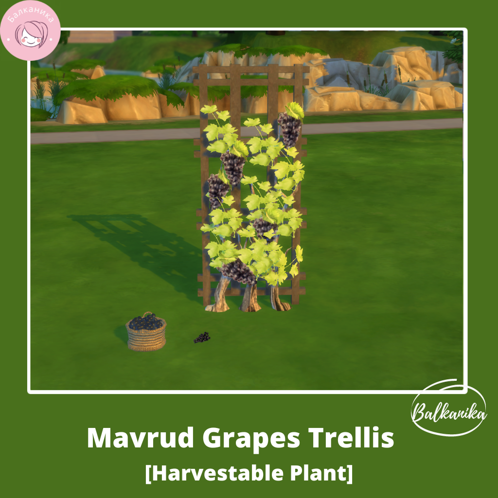 马夫鲁德葡萄棚架