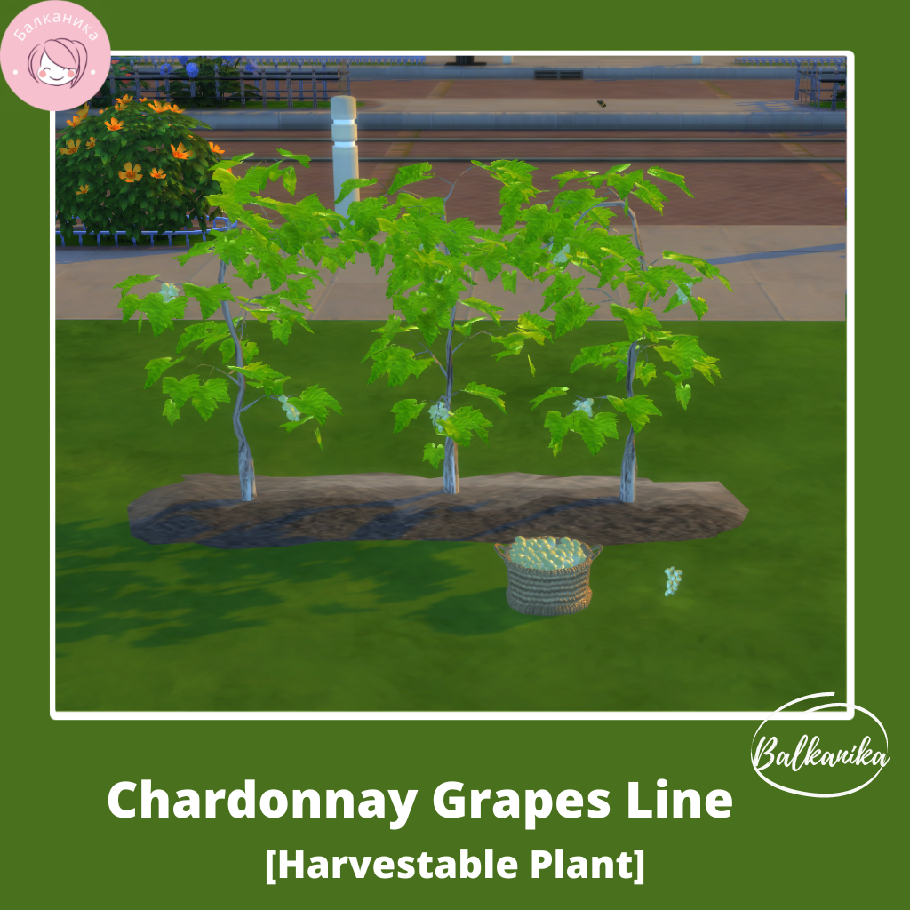 霞多丽葡萄藤行