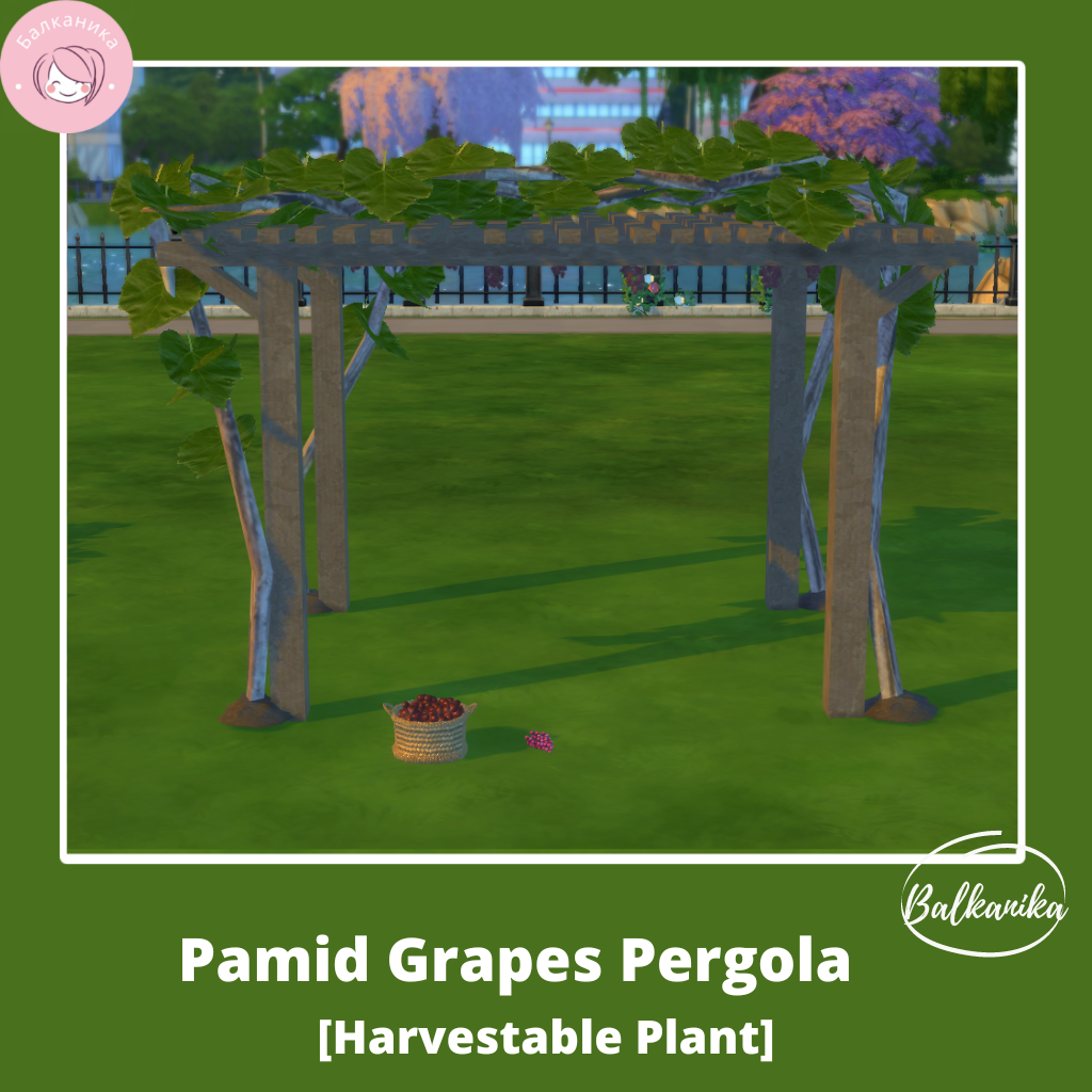 帕米德葡萄凉棚