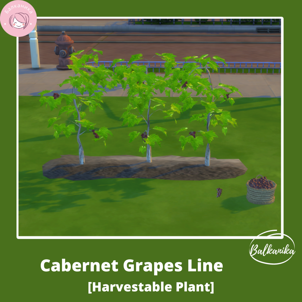 赤霞珠葡萄藤行