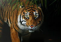 Acrylic painting of Sumatran tiger by Adi Nuradi, 2023