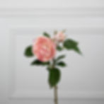 Thumbnail: Nora Rose in Pink (organic touch)
